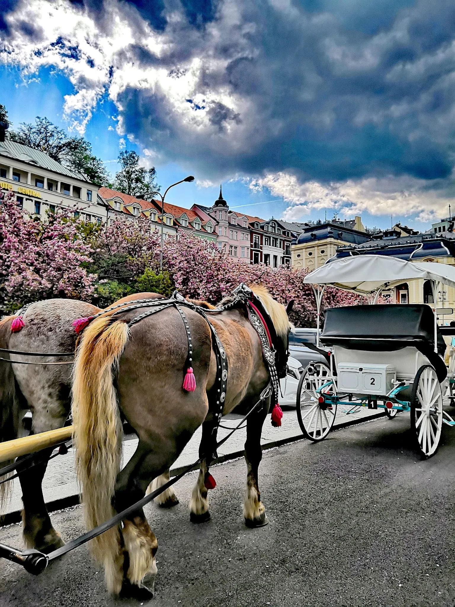 Spring blossoms and carriage in Karlovy Vary's spa quarter