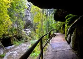 Sunlit path through tall trees in Bohemian Switzerland